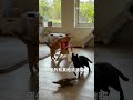 舔到禿毛啦！貓咪！ #寵物 #cat #貓咪 #貓咪日常 #貓 #養貓要知道