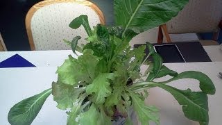 THE WORLDS EASIEST WAY TO GROW YOUR OWN LETTUCE! YOULL LOVE THIS!
Grow Bag Garden Systems Has What You Need To Get Started Today! The Largest Selection Of Root Pouch Grow Bags, Pond Liners, Net Cups, Kerick Float Valves And Also Complete Rain Gutter Grow System And Hybrid Kiddie Pool Kits! A Complete Line Of Gro-Matic Totally Self Watering Deck And Patio Planters! So Get Started Today And Grow Baby Grow! http://www.growbaggardensystems.com/
See All My Most Popular Videos By Category On Pinterest! http://www.pinterest.com/larryhall50/boards/
COME JOIN OUR FACEBOOK GROUP! https://www.facebook.com/groups/144745362329424/
How To Make Some Money Or Just Have Some Fun Planting In 1 Gallon Grow Bags! Youll Like This!
http://youtu.be/pT1JsZp58f4
Make Any Size Grow Bag In Just Minutes! A How To From My Friend Nigel In Japan!
http://youtu.be/mNgwBcCD2ns
Make Your Own Mini Greenhouse And How To Make Soil Blocks For Free! Youll Love This!
http://youtu.be/hmrLNN0MZRE
Kitchen herb planter with automatic watering
http://youtu.be/VJCudmw5w-g THE WORLDS EASIEST WAY TO GROW YOUR OWN LETTUCE! YOULL LOVE THIS!