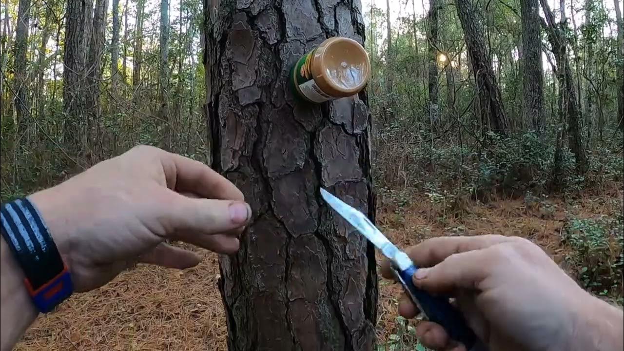 How to Attract Deer with Peanut Butter YouTube