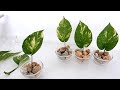 Creative Single-Leaf Money Plants on Vertical Wood Panel for Bedroom or Living Room Wall Decor