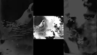 new LP by Through a Glass, Darkly #doomgaze #postrock #ambientmusic #newmusic