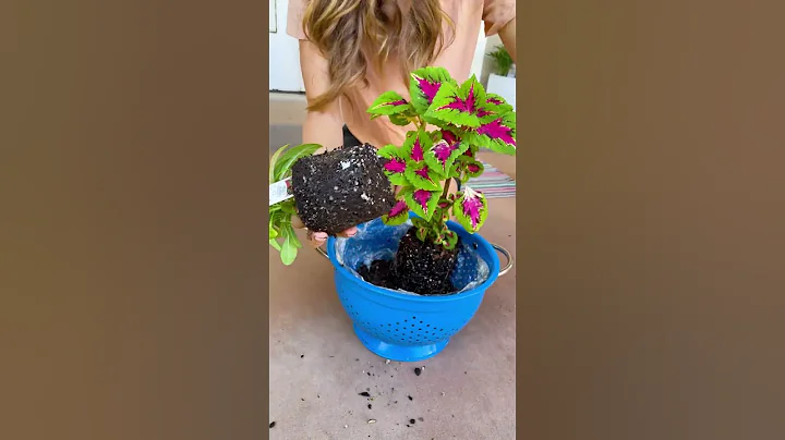 DIY Thrift Shop Hanging Planter #greenthumb #diy #plantlover #planthack #hangingplants