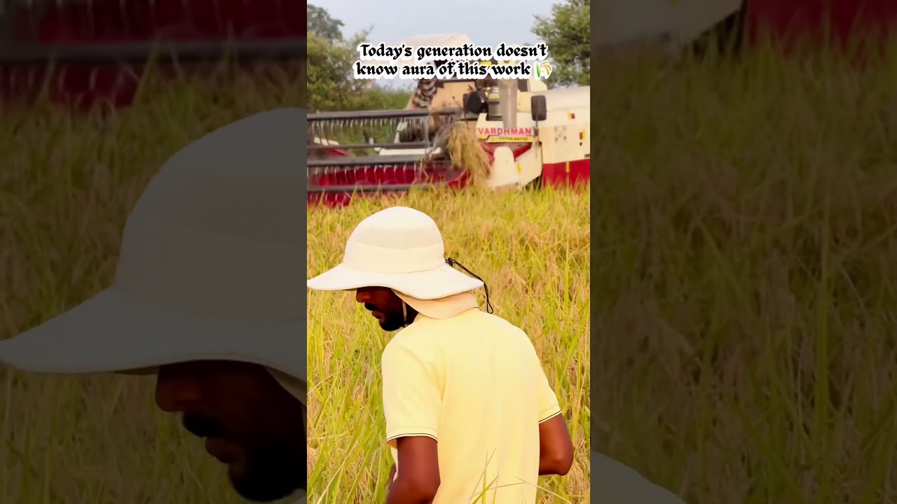 Fullpage paddy harvesting 