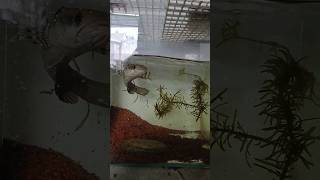cá lóc pháo hoa đốm vàng #xuhuongyoutube #growagarden #channamaru