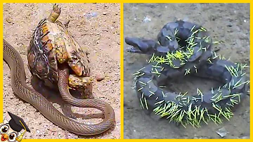 Was sind die größten Feinde der Schlangen?