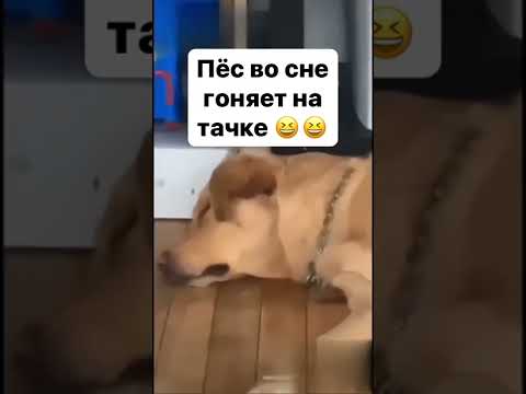 Shorts Meme Memes Dog Dogs Собаки Прикол Мем Смешно