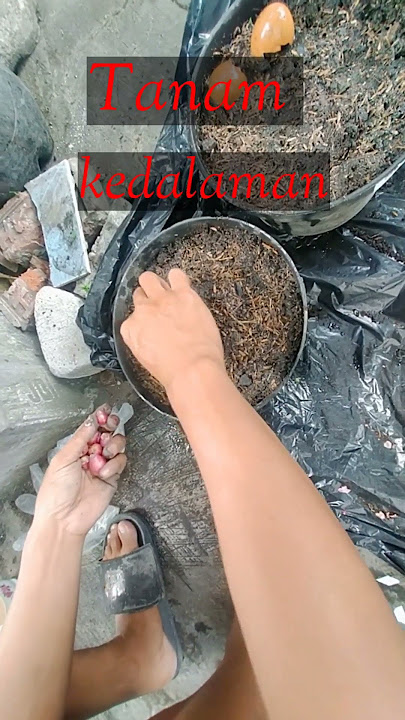 Cara menanam umbi bawang merah dipot rumah #garden #bawangmerah #menanam #berkebun