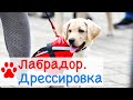 Лабрадор дрессировка | Дрессировка собак