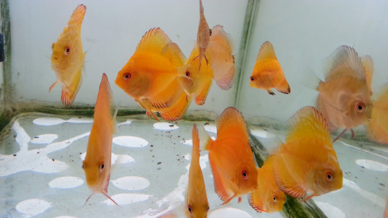 Discus Fish Sales Discus For Sale YouTube