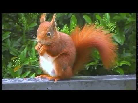 goldenes Eichhörnchen Hübsches Kinderknopf-Trio wohl ab 2010 