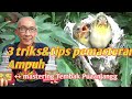 Cara Memaster Pleci Ampuh Cepat Masuk Ngalas Materian Mp3 - Mp4 Download