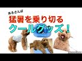 猛暑を乗り切るための、クールグッズをご紹介します！（大型犬）