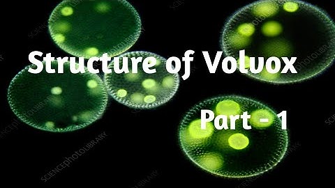 Structure of Volvox/Botany