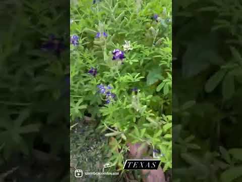 Video: Texas Blue Bonnets: Cómo cultivar flores Blue Bonnet en el jardín