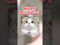 【検証】猫の顔をトレスしたら美少女が描ける説…⁉️#shorts