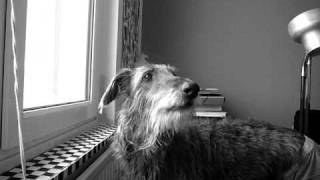 deerhound himmur howling