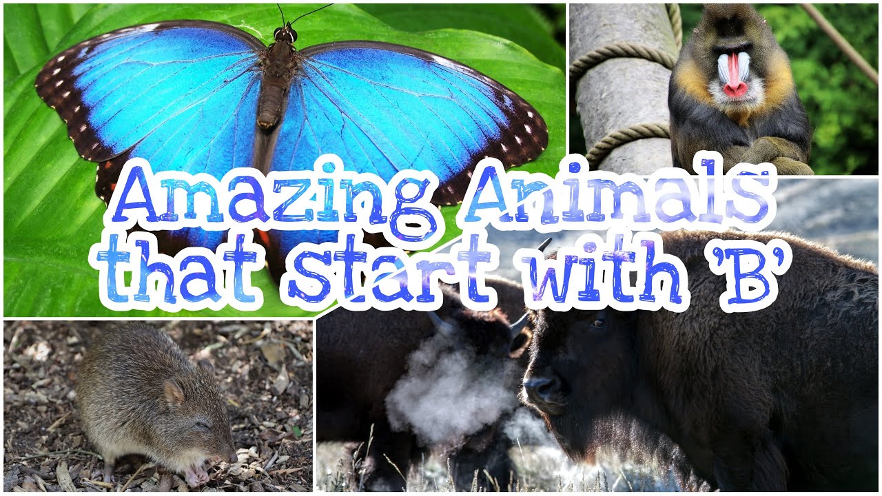 Amazing Animals That Start With 'B' - YouTube