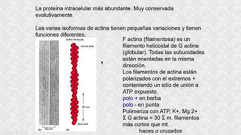 ¿Cómo se realiza el ensamblaje de los microfilamentos celulares?