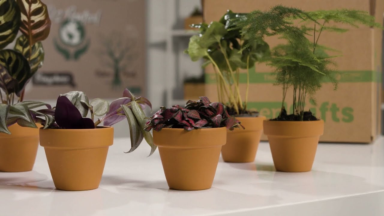 Terrarium Plants Set - 5 Houseplants 
