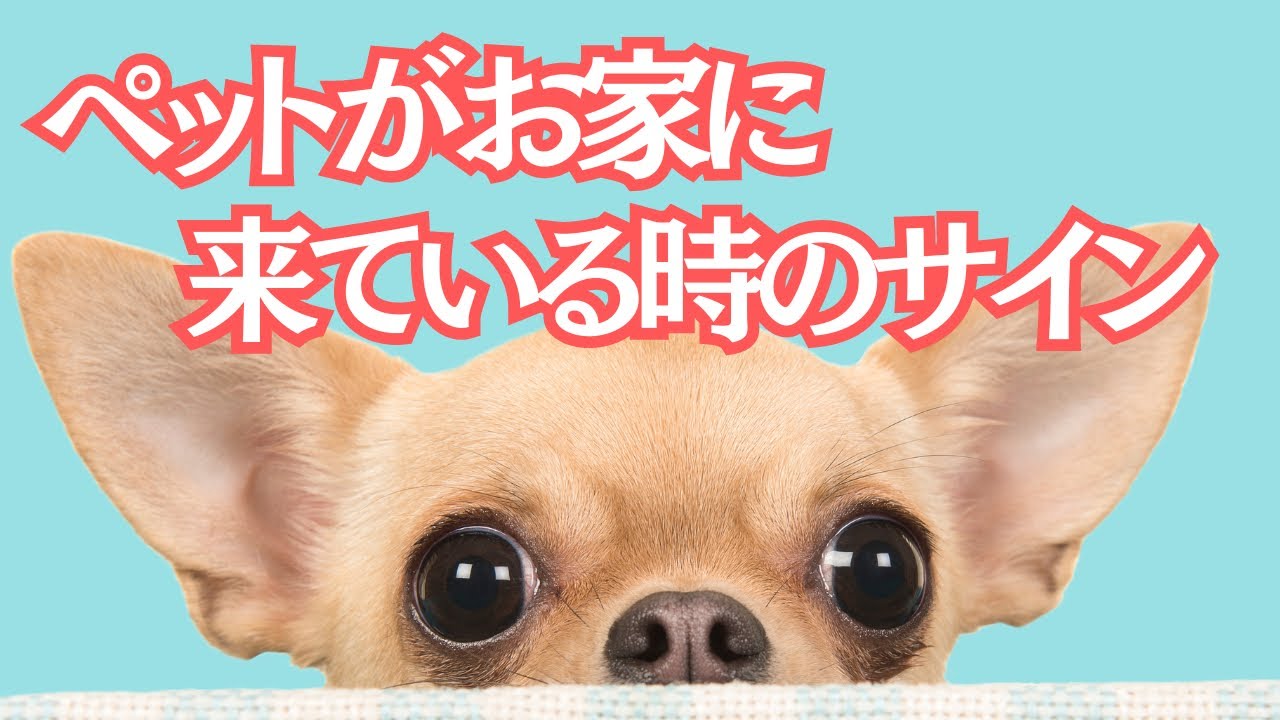 お空のペットがお家に来ている時のサイン