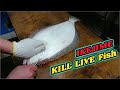 IKEJIME: Slaughtering LIVE Fish Technique | Sashimi Benefits Most From Ikejime