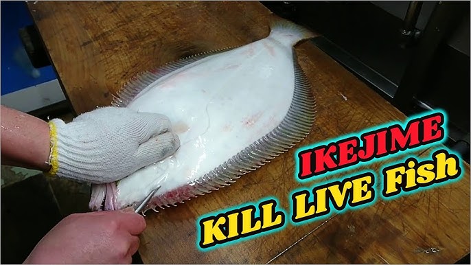 Watch Ikejime Method For Tastier Fish  Ike Jime The Japanese To Kill Live  Fish 