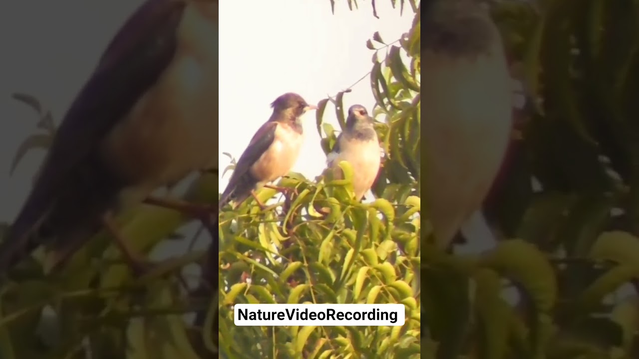 Two Rosy Starling Bird