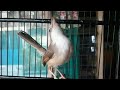 Suara Burung Ciblek Sawah Gacor Ciamik Ngebren Rapet Masteran Ampuh Omkicau(.mp3 .mp4) Mp3 - Mp4 Download
