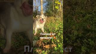 #Shortsvideo #Youtubeshorts #Природа #Чихуахуа #Мандарин