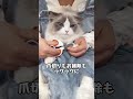 猫の爪切りが簡単になる魔法のアイテム！毛も散らからない！🐾✨#猫 #ペットグッズ #爪切り