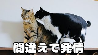 数年前に去勢した猫が発情!?