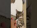 Kitten asmr lots of purrs 