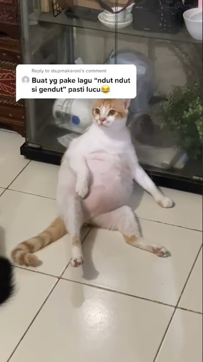 ndut ndut sigendut