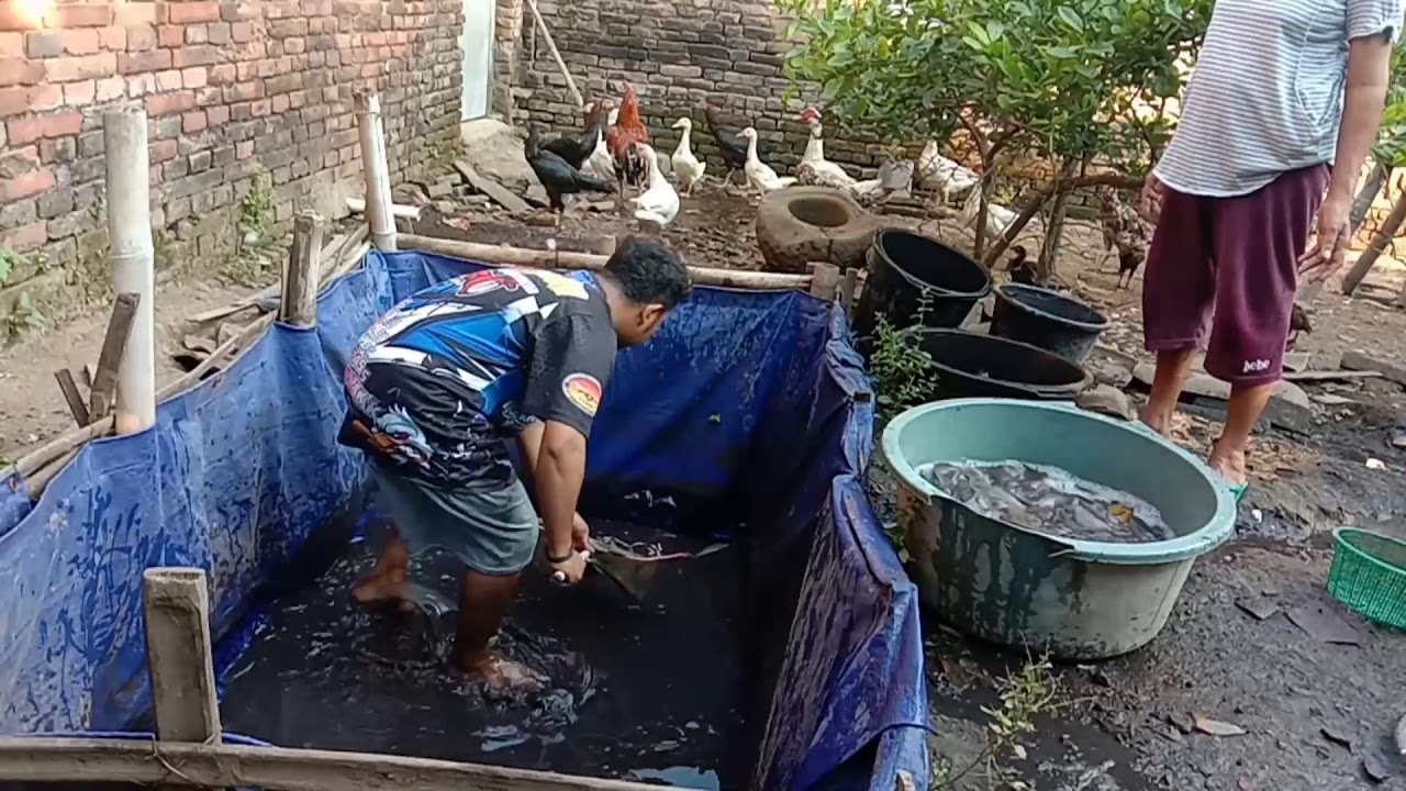 Panen Ikan Lele Ternak Sendiri 