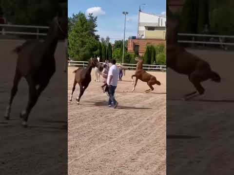 Грация и опасность ) #конныйспорт #лошадь #падения#рекомендации #рек