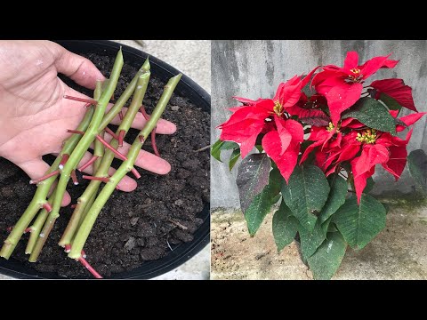 ቪዲዮ: Poinsettiasን ከወረቀት ማውጣት፡ የገና ወረቀት አበቦችን እንዴት እንደሚሰራ