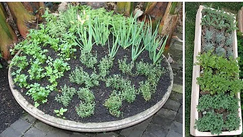 O que plantar na horta de ervas?
