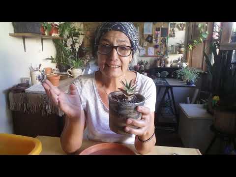 Vídeo: Agave Blava (34 Fotos): és Un Cactus O No? Com Es Veu I Creix La Planta?