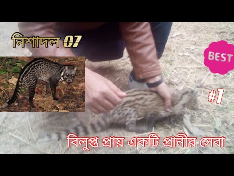 ভিডিও: শীর্ষ দশ বোকা ভেট ট্রিকস: সামনের লাইনগুলি থেকে পোষা স্বাস্থ্যসেবা স্বীকারোক্তি