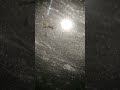 black ants collect mosquitoes as thier food during rainy season.