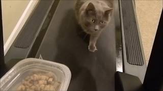 How To Make Your Fat Cat Lose Weight! How To Make Your Fat Cat Lose Weight!