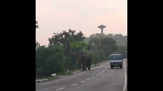 A Wild Elephant Walking On The Main Road | 幹線道路を歩く野生のゾウ | Elephant | Animals | Wildlife #Shorts