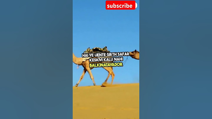 Camel party desert village life happiest camel in the world #camels
