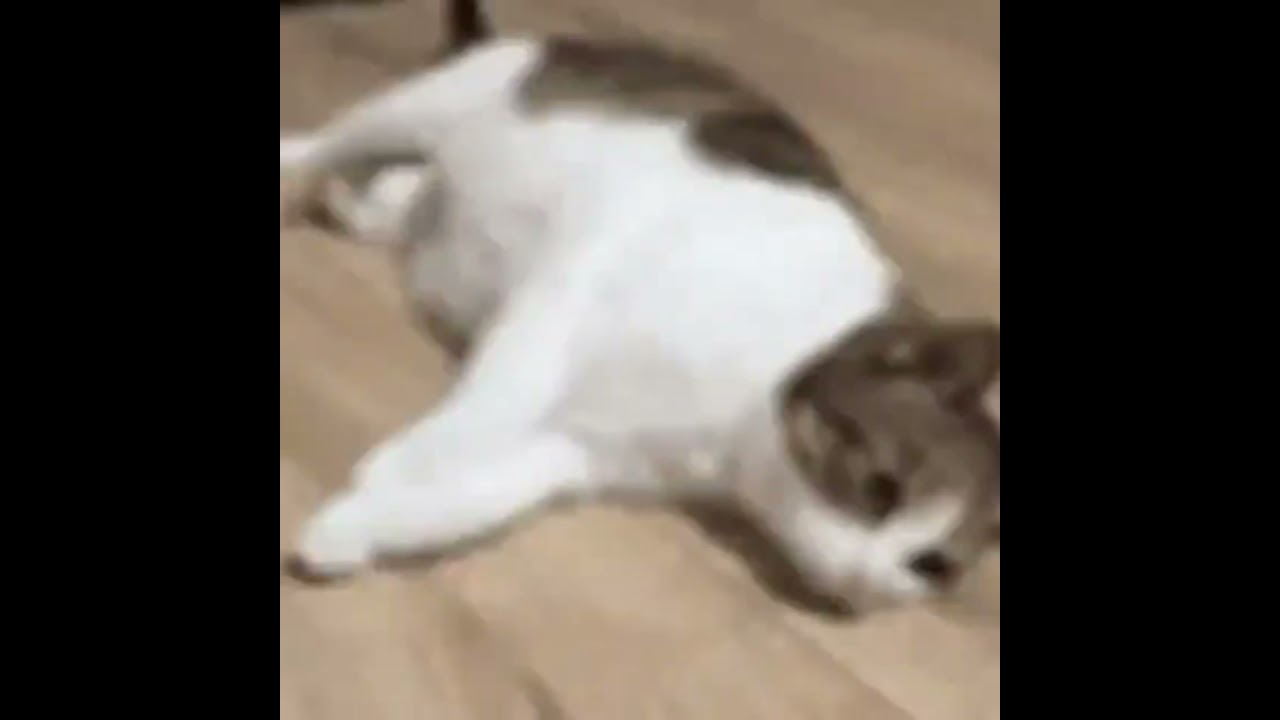I Fell Down Get Up Cat 