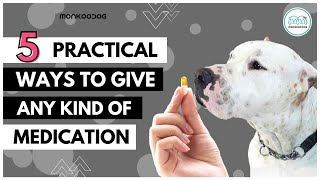 5 Different ways to give pill 💊or capsule to your dog🐶 screenshot 2