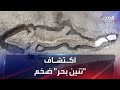 اكتشاف أضخم هيكل عظمي لـ تنين البحر في بريطانيا 