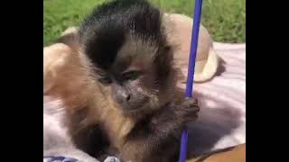 This baby capuchin wants to kiss the camera by ZWF MIAMI 1,071 views 1 year ago 24 seconds