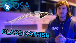 What are Glass Catfish?  | What is a Fish with Taras