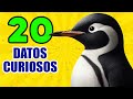 20 Curiosidades Que NO SABIAS Hace 5 Minutos ⏰ Pingüinos, Muralla China, Grillos [Episodio Nº 2]