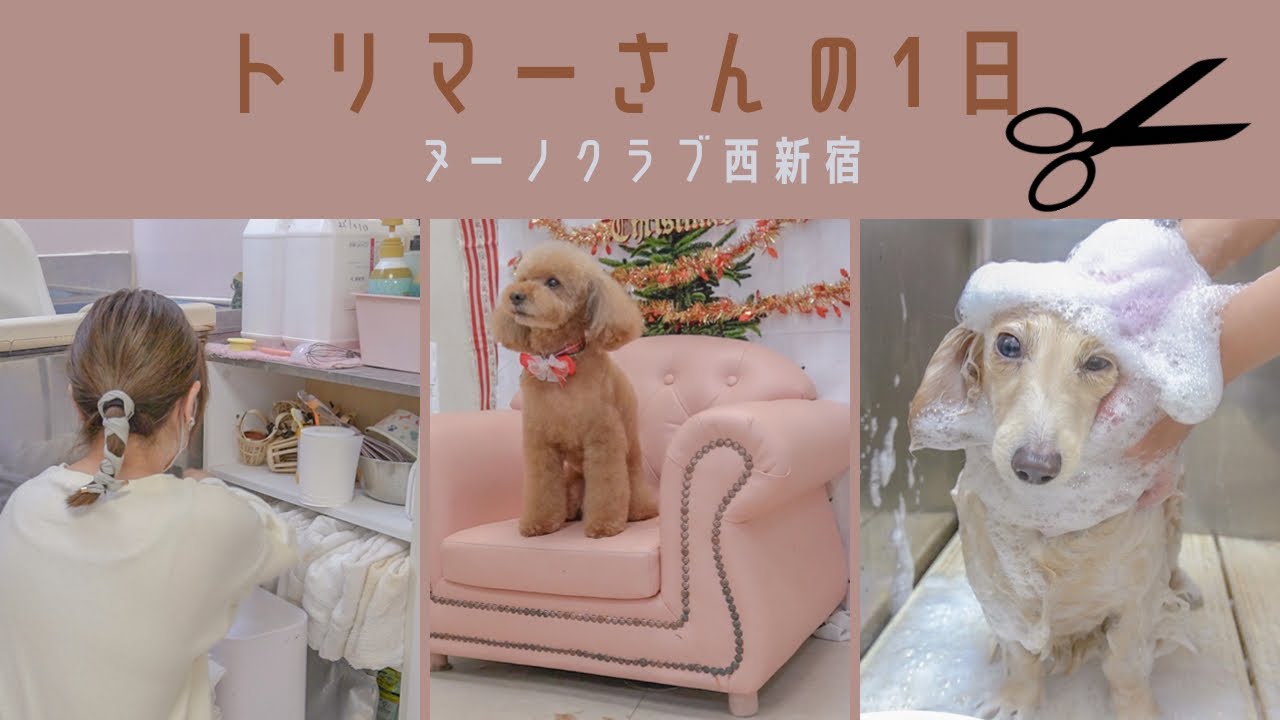 【ヌーノクラブ西新宿】トリマーの1日🐩✂️ | 最近のお店の様子